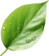 leaf 1