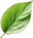 leaf 1